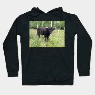 Scottish Highland Cattle Bull 1458 Hoodie